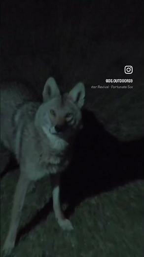 Coyotes Called within 10 Yards with Rabbit Distress Call #shorts #coyote #coyotecall #rabbitdistress