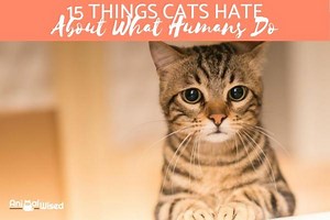 15 Things Cats Hate That Humans Do - Things to Avoid