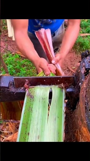 Quy trình tách sợi tơ chuối thủ công độc đáo