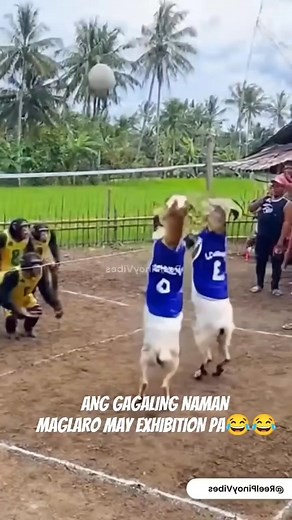 62K views · 193 reactions | Monkey vs Kambing iBang klase mga talent to #fbreels2025ツ #funnyvideos #funnyreels #followersreels | James Belicano | Facebook