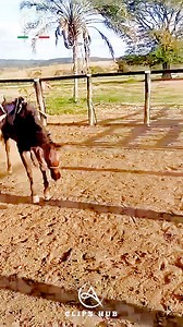 178K views · 360 reactions | Very sad  | Nature's Steeds | Facebook