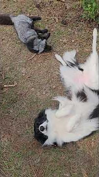 Border Collie and Fox are best friends!