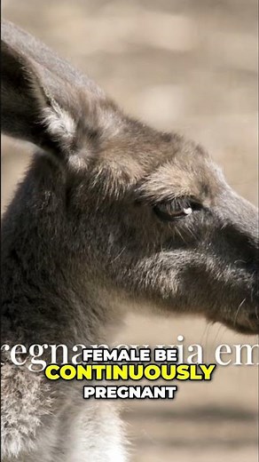 Kangaroo Reproduction: Why They’re the Weirdest Animals on Earth