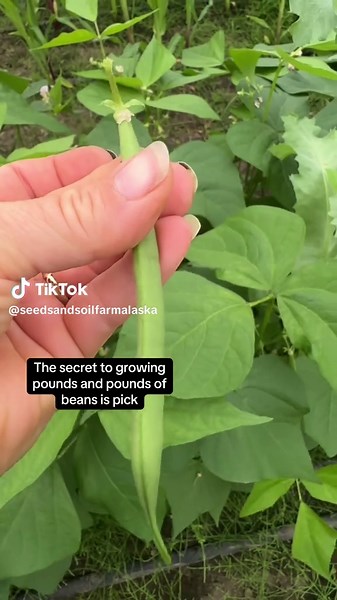 Maximizing Bean Harvest: Prolific Picking Techniques