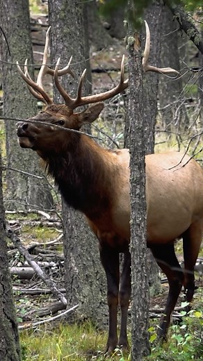 11K views · 337 reactions | September sounds. Volume on  #elk #elkbugle #elkcalls #elkcalling #elkhunting #elkseason #elkhunt #elkwoods #callco #bornandraisedoutdoors | Born And Raised Outdoors | Facebook