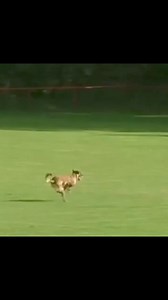 💥Antrax Ostraryka💥 🇺🇸 When both helpers AND the dogs are flying... it means everyone gave it their all! Some dogs actually develop quite the technique! There are and have been dogs that are famous for it. Rockets, bombs, and projectiles on four paws. Since they can’t tell us about it, today it’s the helpers‘ turn. Who „threw“ you? And how was it for you? 🇩🇪 Wenn Helfer UND die Hunde fliegen… dann war voller Einsatz am Start! Manche Hunde entwickeln regelrecht eine Technik! Es gibt und gab 