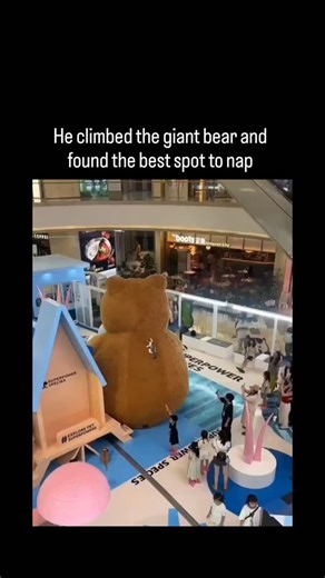 LIFE HACKS 💡 on Instagram: "The post showcases a short video of a tabby cat deftly climbing a massive teddy bear in a shop before settling down for a nap on its head, capturing the feline knack for turning unconventional spots into personal thrones. Shared by @catshouldnt , a popular account with a bio proclaiming "all cats are angels," it quickly amassed over 26,000 likes and 650,000 views, sparking replies that celebrate cats' nonchalant disregard for norms in favour of prime snoozing locatio