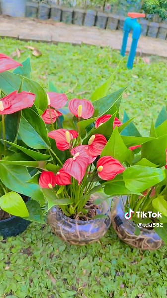 ရေပိန်း#🥰🥰🥰🥰❤️❤️❤️ #fyp #trending #viral #1M