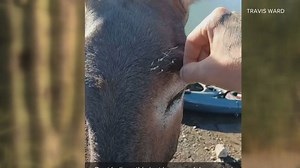 Arizona man helps donkey remove cactus thorns from his nose and ear
