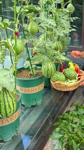 Home-Grown Watermelons: The Sweetest Surprise
