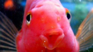 Jellybean Cichlid Care Guide | Diet, Habitat, Breeding, Accessories