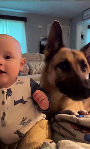 German Shepherd's Serious Look Meets Goofy Personality