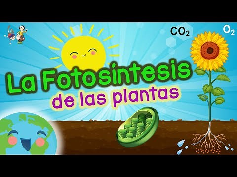 La Fotosintesis de las Plantas: La Fotosintesis es ... (Vídeos Educativos para Niños)