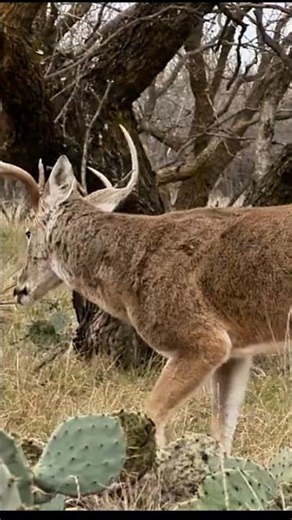 One Perfect Opportunity One Giant Buck#buckhunting#viral #bowhunting#archery#hunting #deerhunting