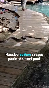 25K views · 398 reactions | A massive python recently caused chaos at...