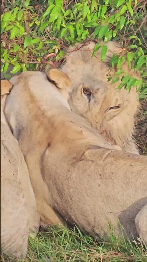 Lions Get Possesive Over Food!! 🦁🦁🦁🦁🐗🐗🐗 #Wildlife #ShortsAfrica