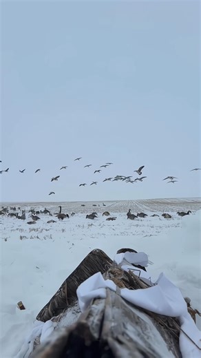 Winter Snow Goose Hunting in the USA #birdhunting #winterbirds #hunting #usa #wildlife