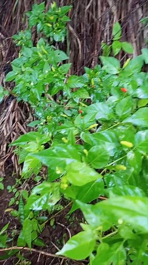 Back to normal 🥰 #singlemom #HamonNgBuhay #followersreelsfypシ゚viralシfypシ゚viral #LetsGrowTogether | Haneoj Jolaida Roda