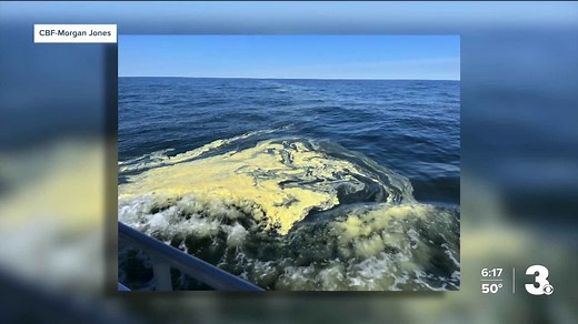 Pollen explosion in Chesapeake Bay region