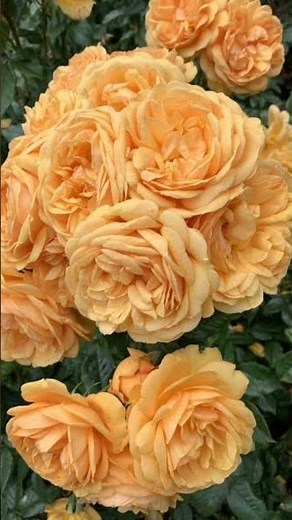 6 Heat Tolerant Rose varieties