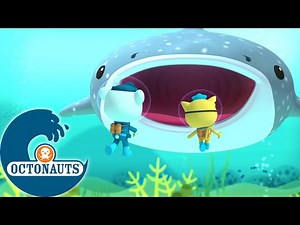 Octonauts - Le requin-baleine | Dessins animés pour enfants