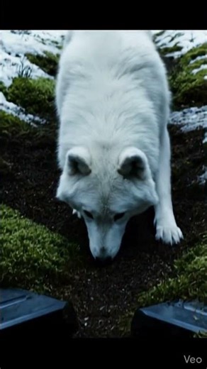 Wolf GoPro in Yellowstone Finds a Secret Military Bunker… Then It Opens 😳