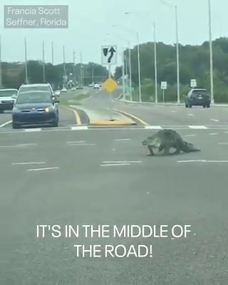 Social distancing has never been more important than it was to Francis Scott with this huge alligator crossing the road in Seffner. 🐊 #WeLiveHere STORY: https://bit.ly/35bYVwm | FOX 13 News - Tampa Bay