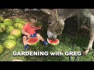 How to Grow Watermelons in Any Climate