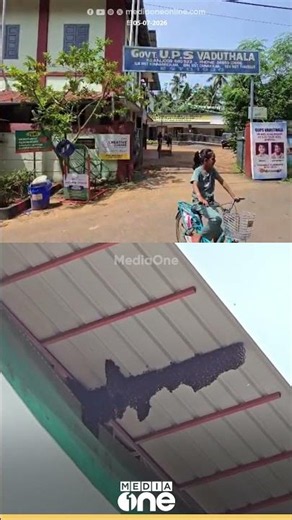 കൂടും കുടുംബവുമായി കടന്നലുകൾ; വടുതല ഗവൺമെന്റ് സ്കൂളിന് അവധി പ്രഖ്യാപിച്ചു...