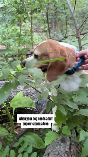 Why Is My Dog Always Climbing Trees?!