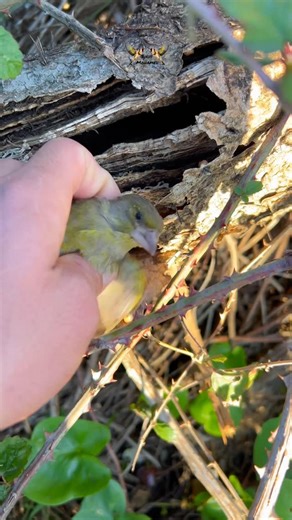 MohamedBirds on Instagram‎: "لن تصدق أن جاك نائم هنا 😲You Won’t Believe That Jack Is Sleeping Here 😲"‎