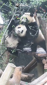 Guard your yard if giant pandas live nearby. They are really good at destroying plants, especially the younger ones... #HiPanda #PandaMoment | iPanda