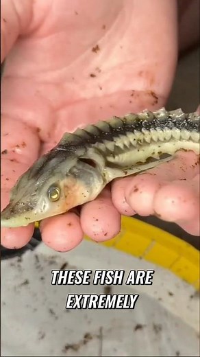 Saving Rare Fish From Abandoned Pool! #rare #fish #abandoned #rescue #fishing