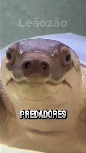 The Most Bizarre Turtles in the World. 🐢🌍 #animals #funfacts #creatures