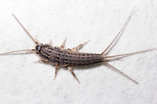 6 Ways to Get Rid of Silverfish