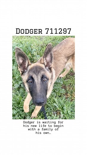 24 reactions · 19 shares | Say Hi to Dodger! He is a German Shepherd...