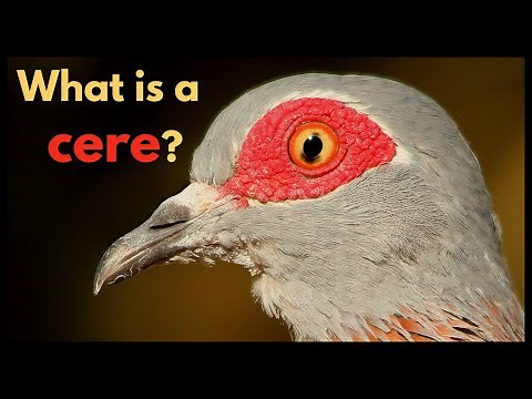 What is a cere?