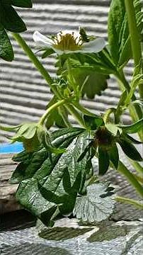 [DIY] Hydroponic Strawberry Cultivation: After 5 Weeks, Baby Strawberries Have Appeared!!