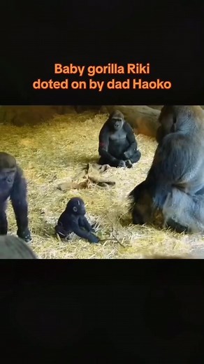 381K views · 2.8K reactions | Part 3 The video was shot at the Ueno zoo. Baby Riki pampered by this gorilla father Haoko. #gorilla #gorillababy #animals #zoo #happygorillafamily | Gorilla Family | Facebook
