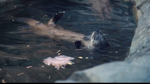 Loveland Living Aquarium otters turn 12