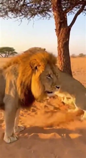 Just relaxing my lion wife 😂 #lion #funnyvideos #shorts