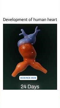 The early development of the Human Heart