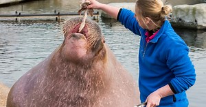 Dolfinarium hoeft shows voorlopig niet aan te passen: rechter fluit overheid terug