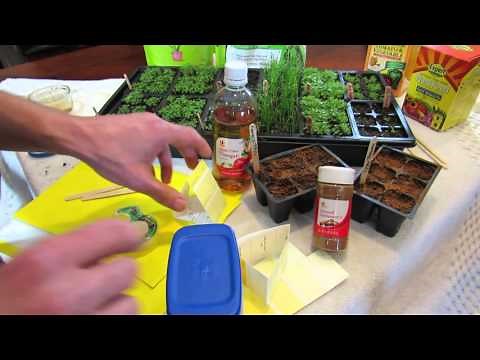 MFG 2016: How to Make Sticky Traps & Using Vinegar to Stop Garden Pests: Seed Starting Help!
