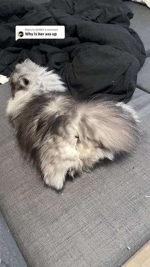 Understanding Cat Behavior: Why Do Cats Arch Their Back?