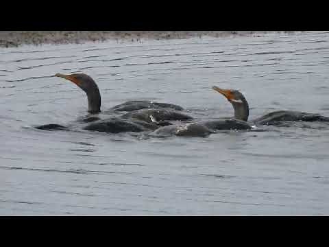 The Armada | Double-Crested Cormorants Go Fishing