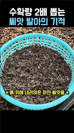 The Miracle of Seed Germination That Doubles Yields