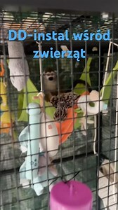 DD-instal wśród zwierząt #gliwice # animals # serwis