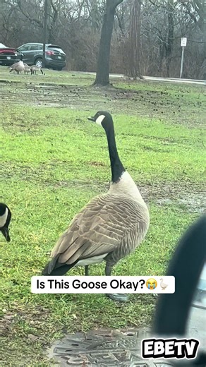 Is This Goose Okay? Funny Goose Moments Explained
