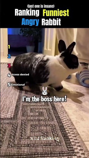 Ranking The FUNNIEST ANGRY RABBIT PART 2